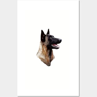 Belgian malinois Shepherd Posters and Art